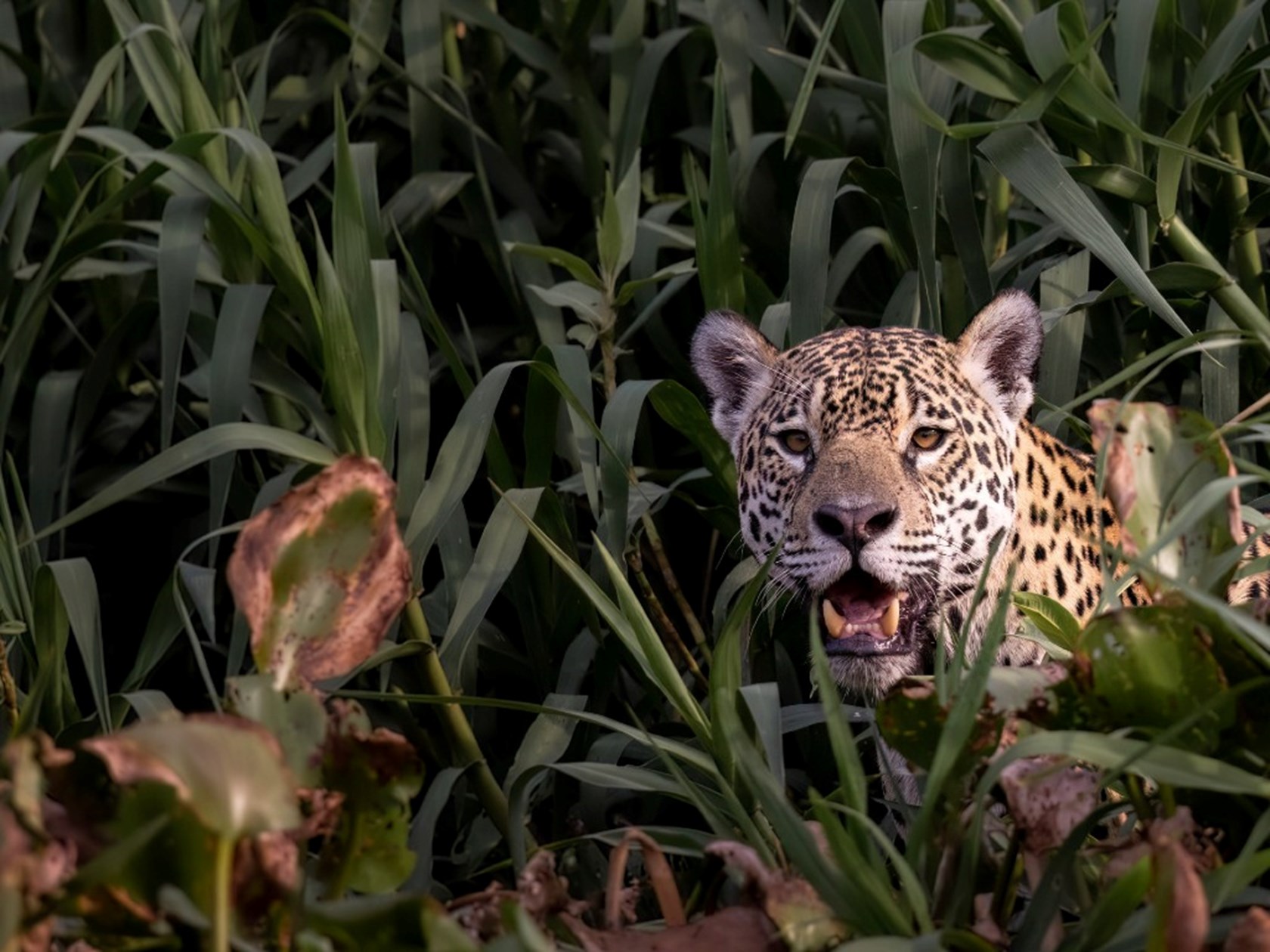 Five business takeaways from COP30