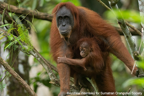 Sumatran-Orangutan-Society.jpg