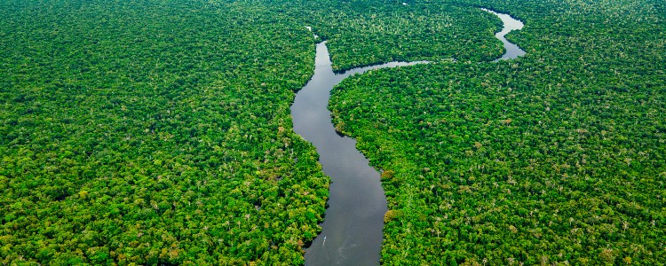 Aerial view of a winding river coursing through a lush, dense rainforest with vibrant green foliage.