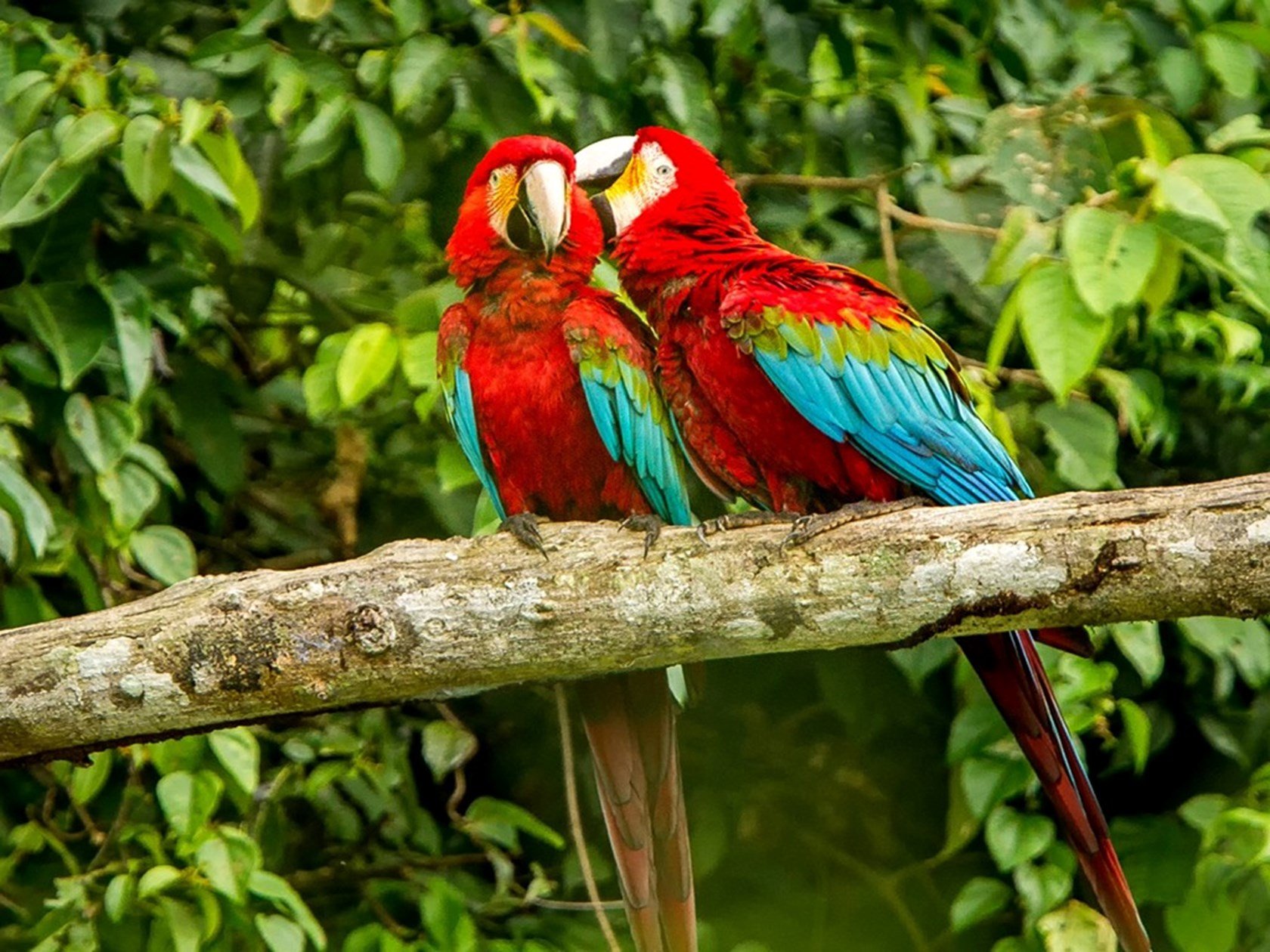 Episode 36: Building on Belém: Insights from COP30