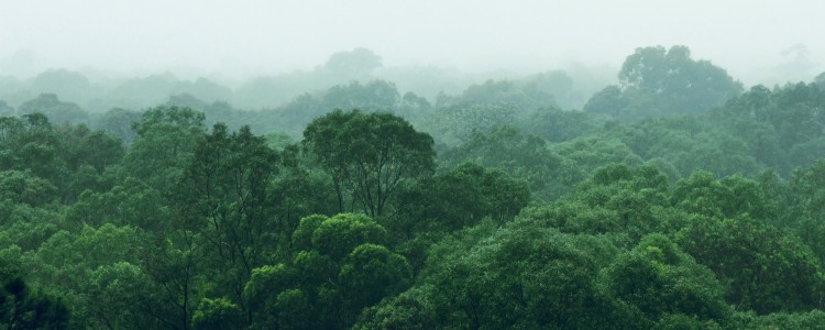 Lush green canopy of trees fills the misty landscape, creating a serene and tranquil atmosphere in the forest.